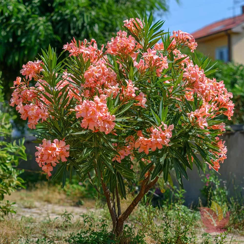 Leandru “ Coral Tide Bloom “ la ghiveci -80 cm