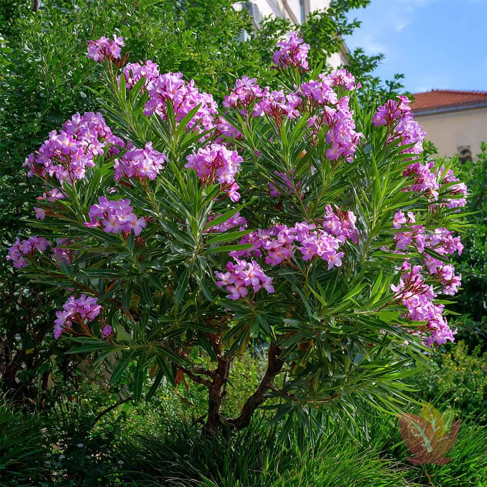 Leandru mov “ LILAC BREEZE “ la ghiveci - 80 cm