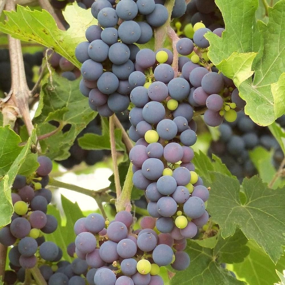 Butasi vita de vie Dobrowski