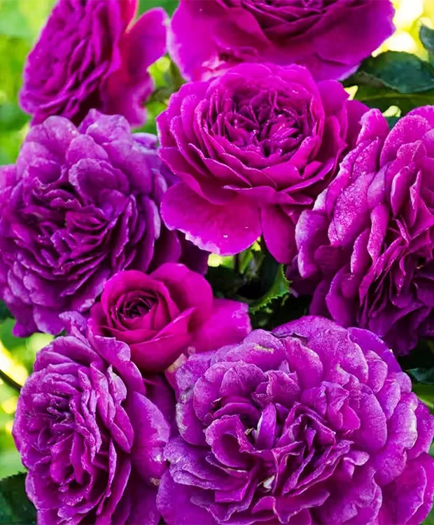 TRANDAFIR POMISOR VIOLET ghiveci, inaltime intre 1.40m si 1.60m