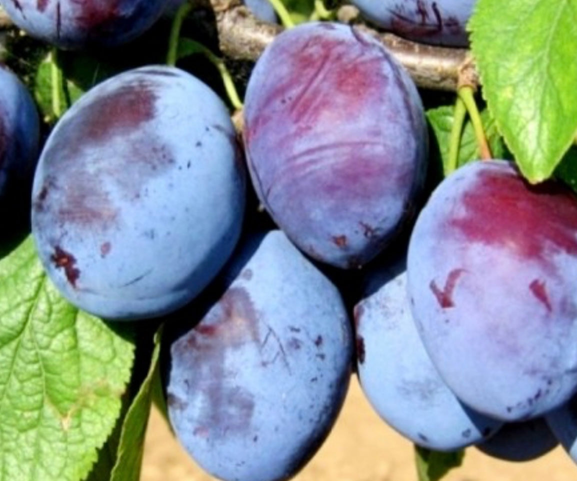 Prun Muscat de Debreczen