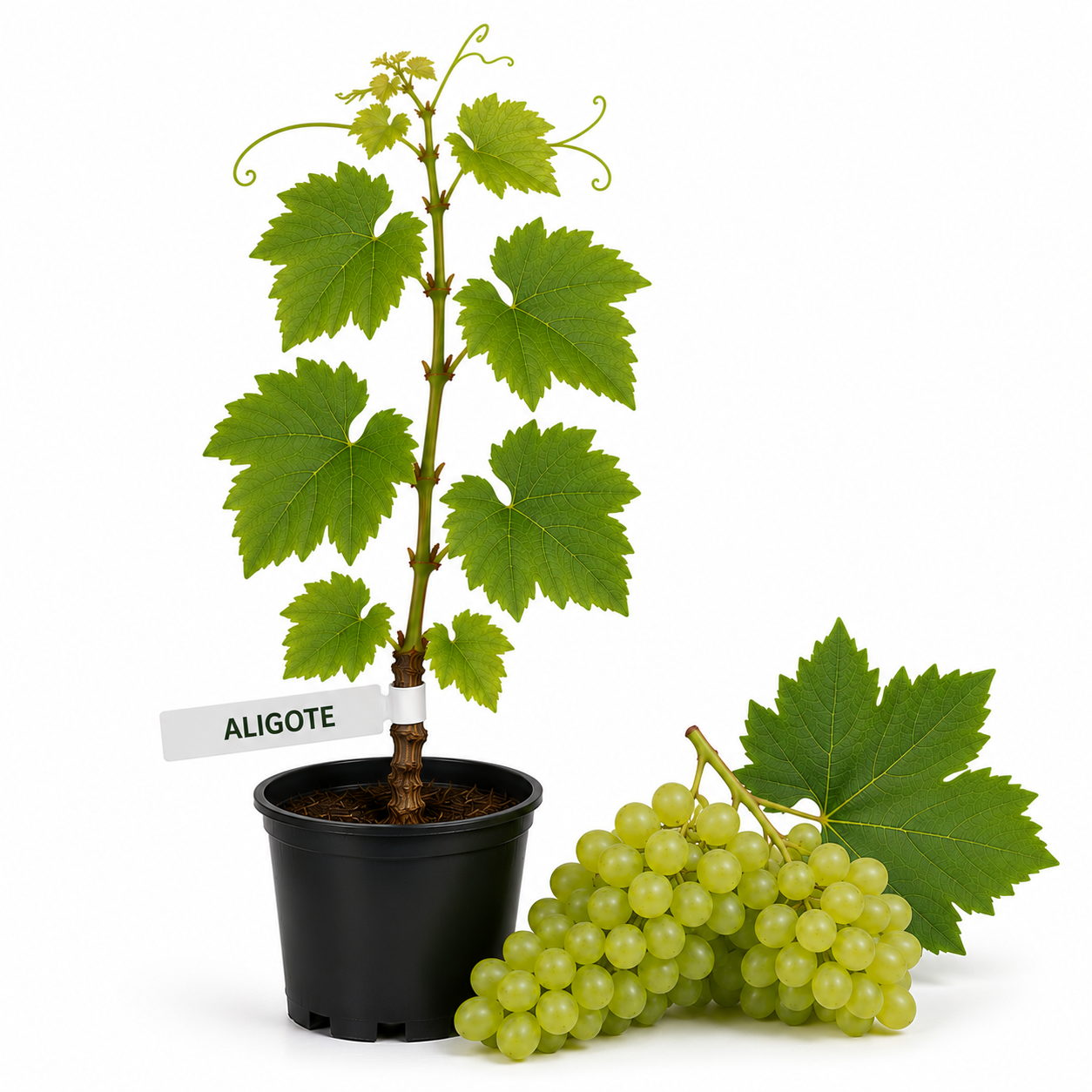 Vita de vie Aligote la ghiveci