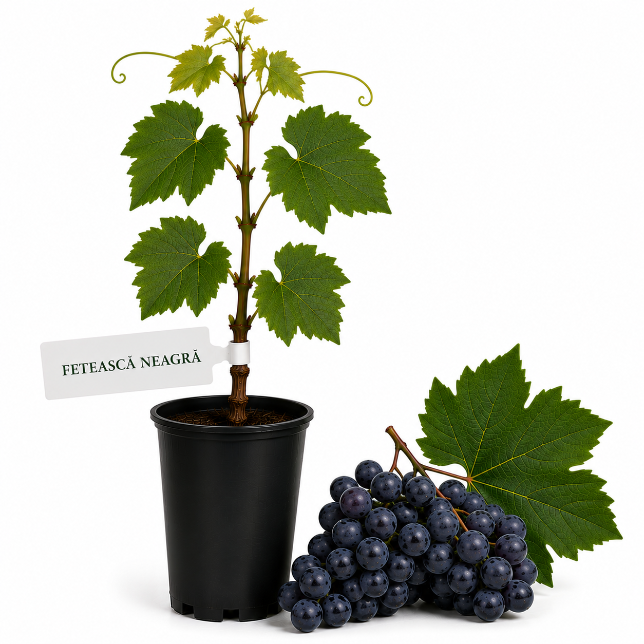 Vita de vie Feteasca Neagra la ghiveci