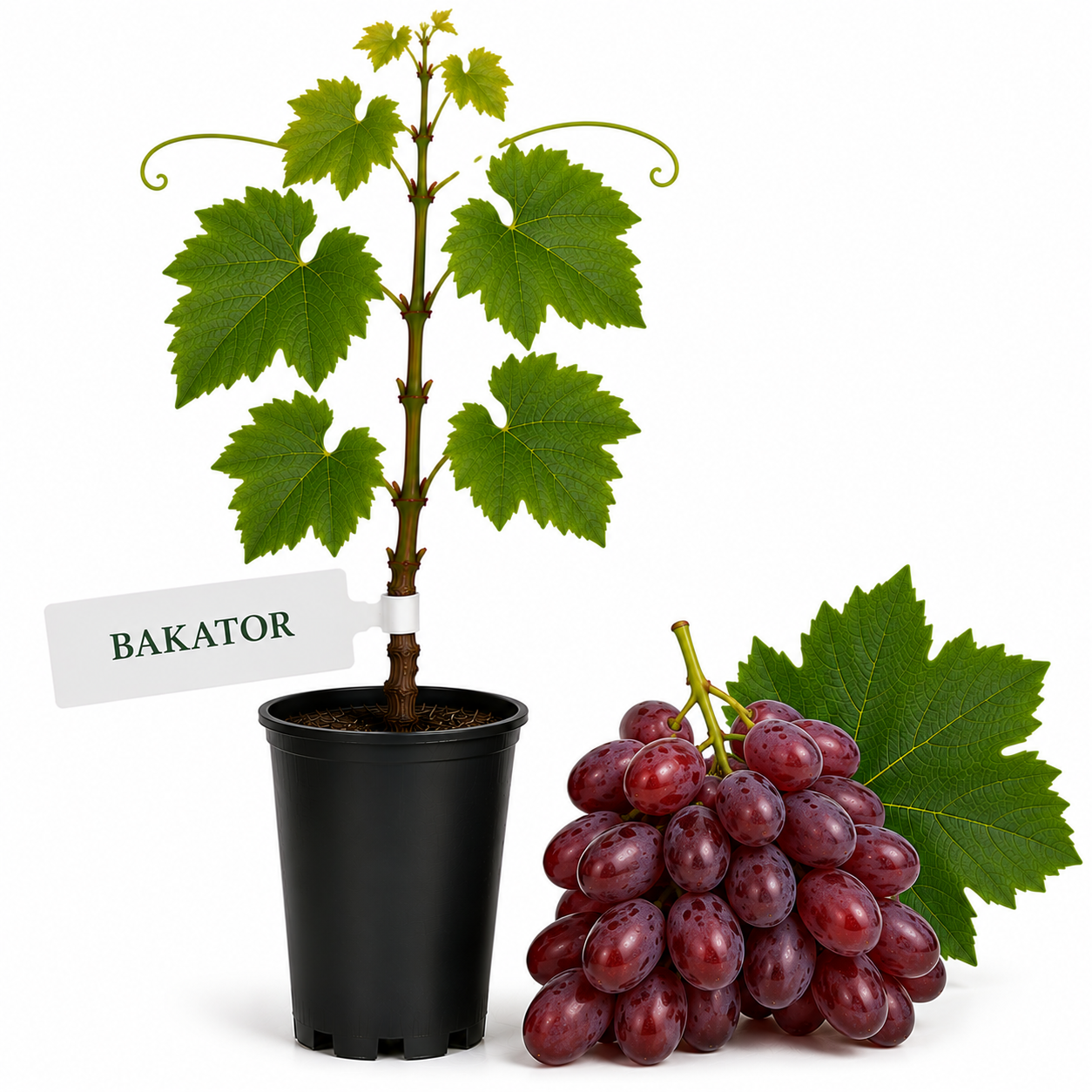 Butasi vita de vie Bakator la ghiveci