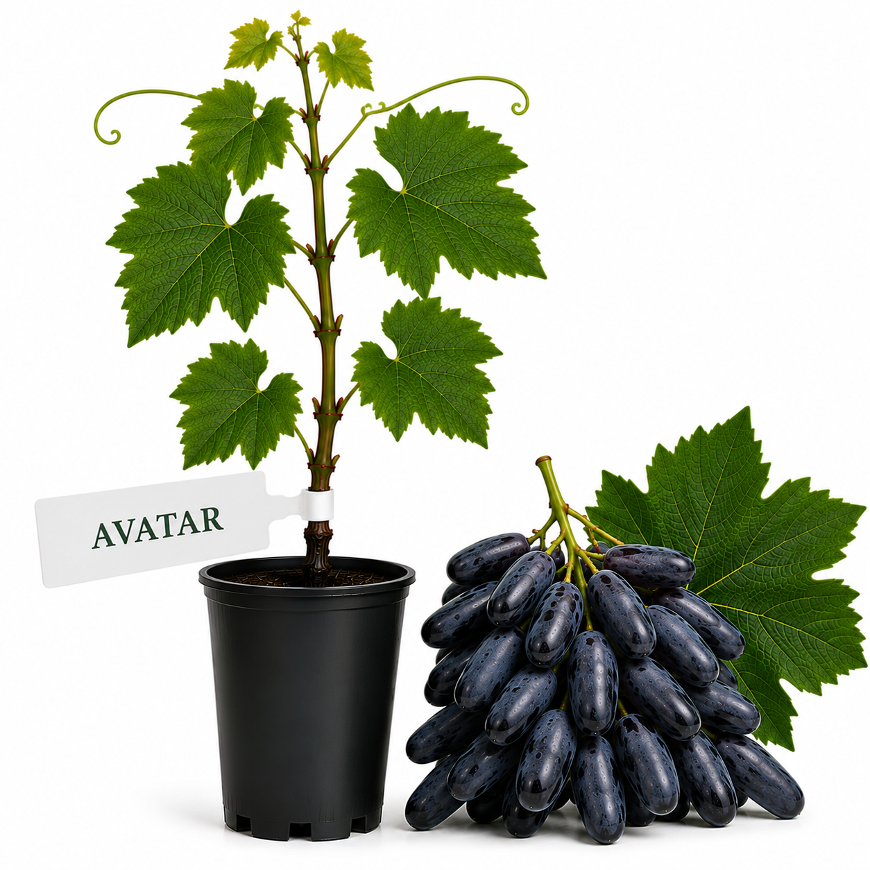 Butasi vita de vie Avatar la ghiveci