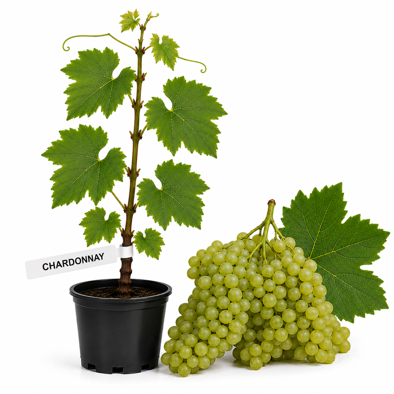 Butasi vita de vie Chardonnay la ghiveci
