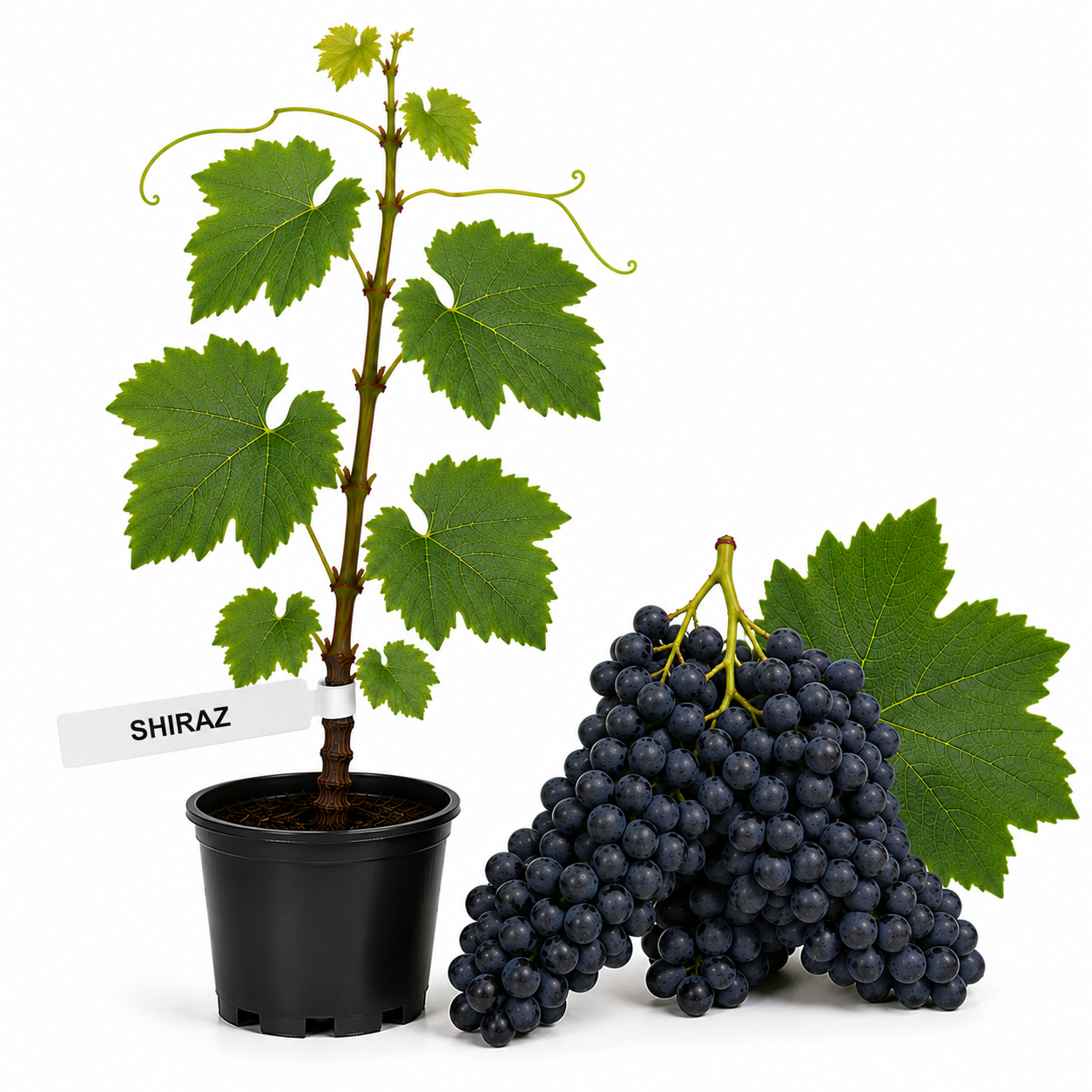 Butasi vita de vie Shiraz ghiveci