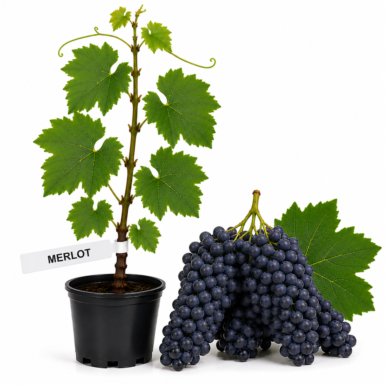 Butasi Vita de vie Merlot la ghiveci