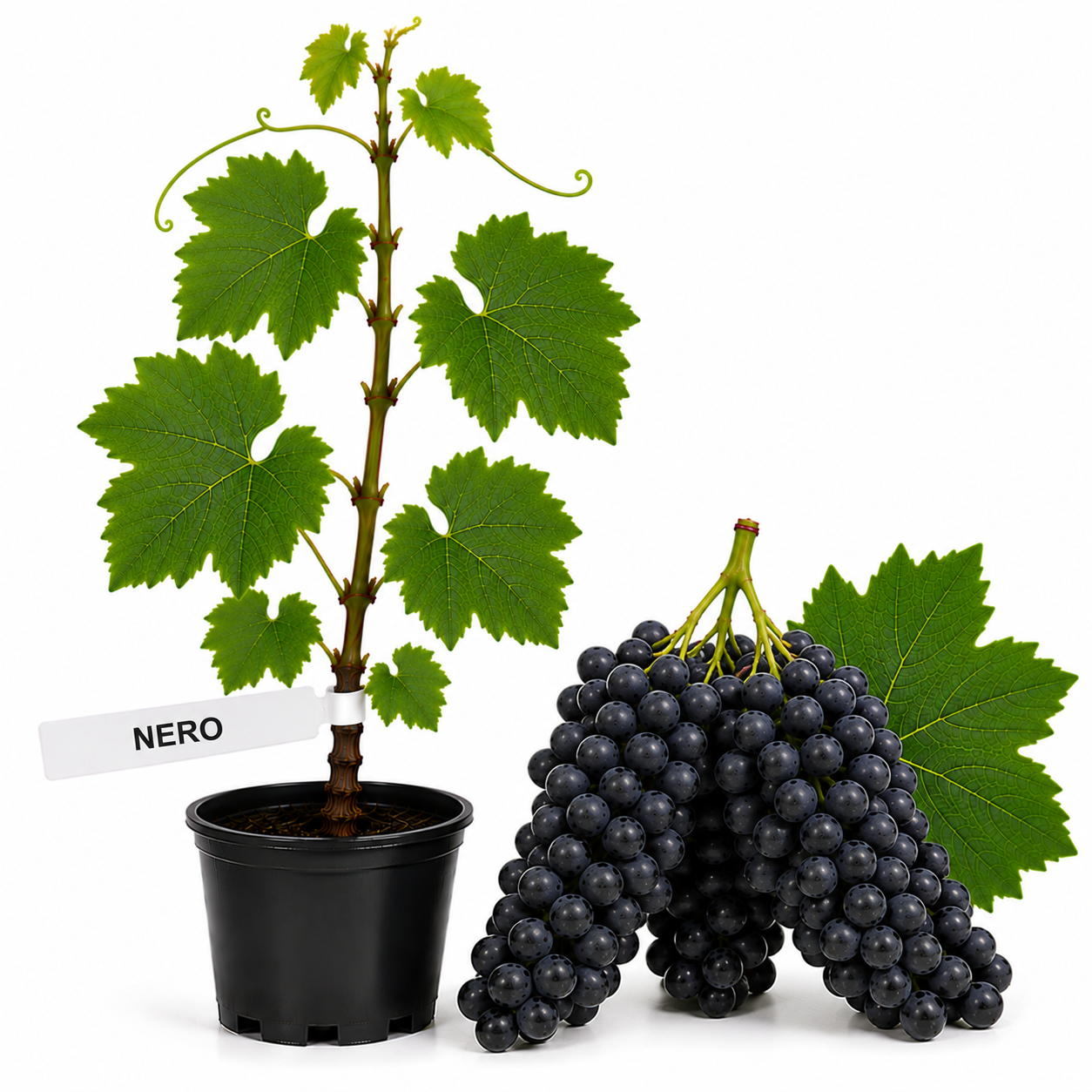 Butasi vita de vie Nero la ghiveci