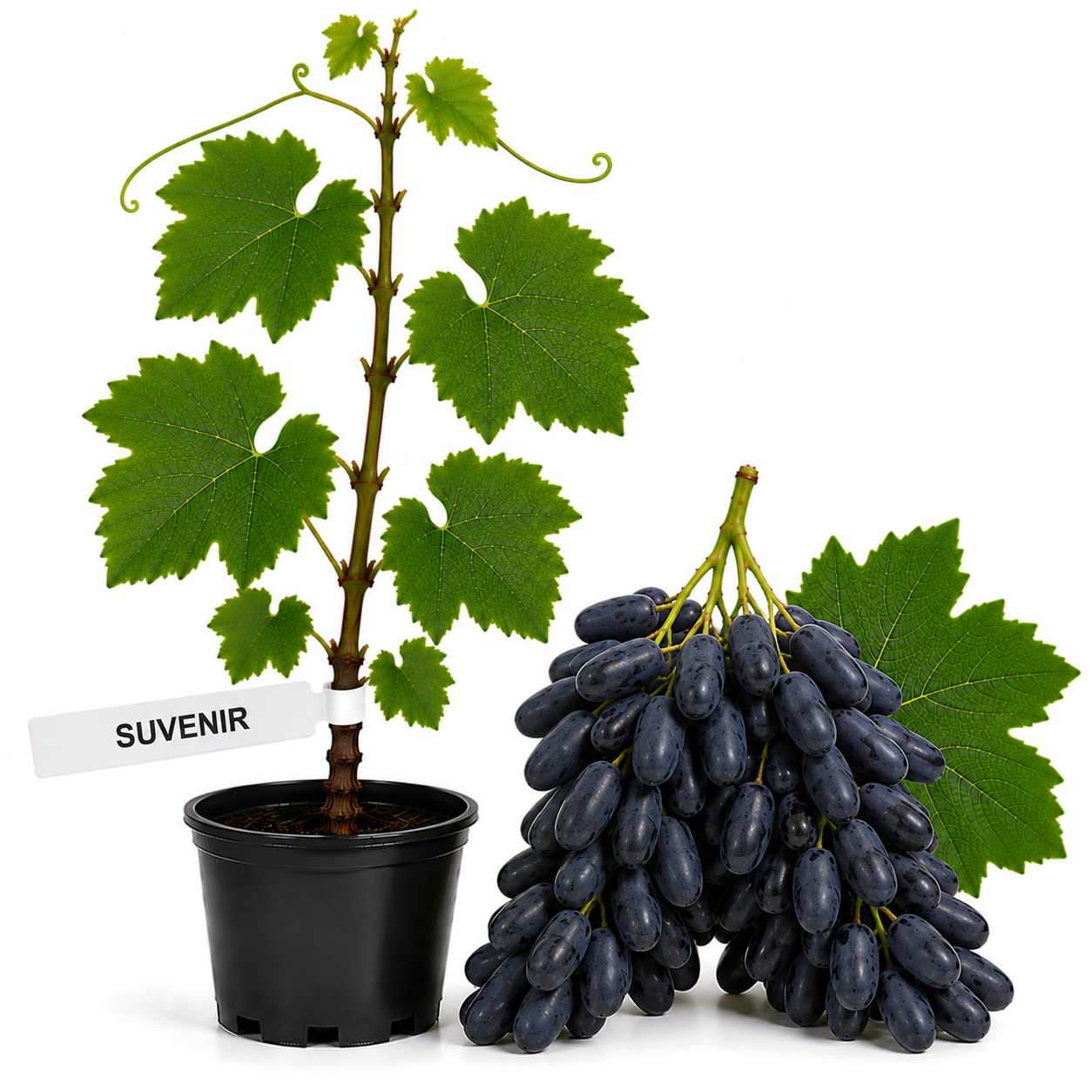 Butasi Vita de vie Suvenir la ghiveci