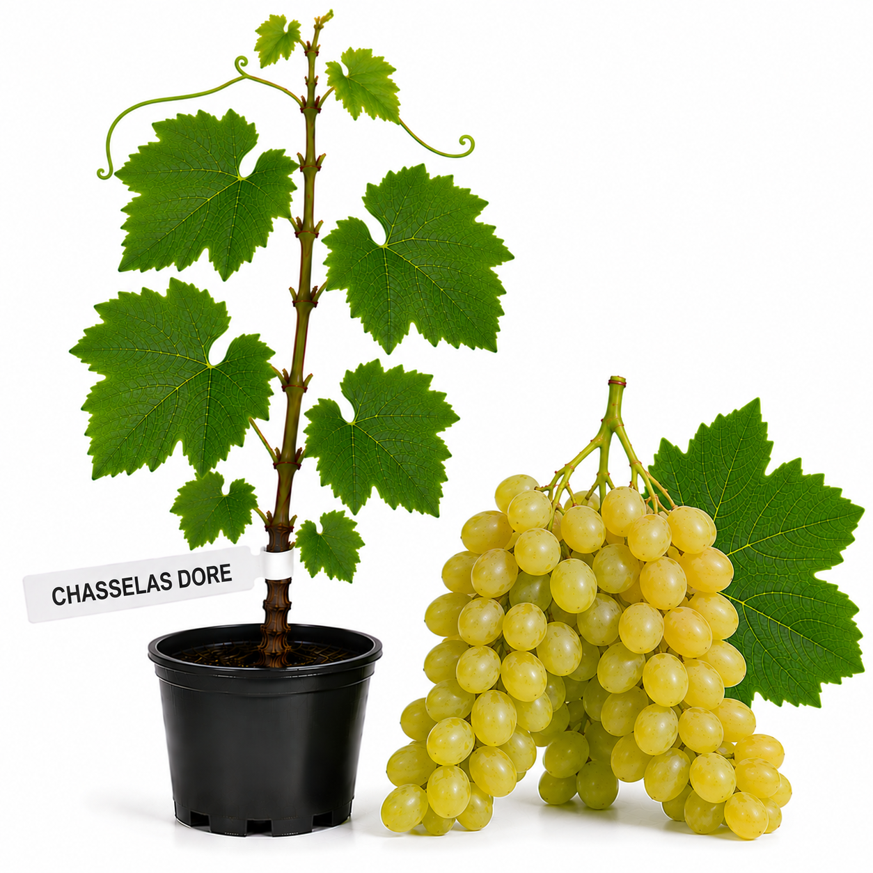 Butasi Vita de vie Chasselas Dore la ghiveci