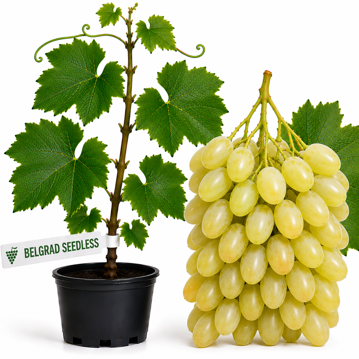 Butasi vita de vie Belgrad Seedless la ghiveci