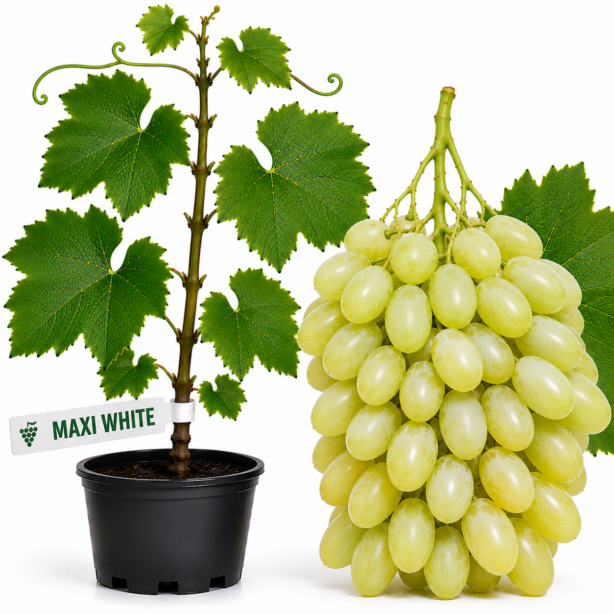 Butasi vita de vie Maxi White la ghiveci