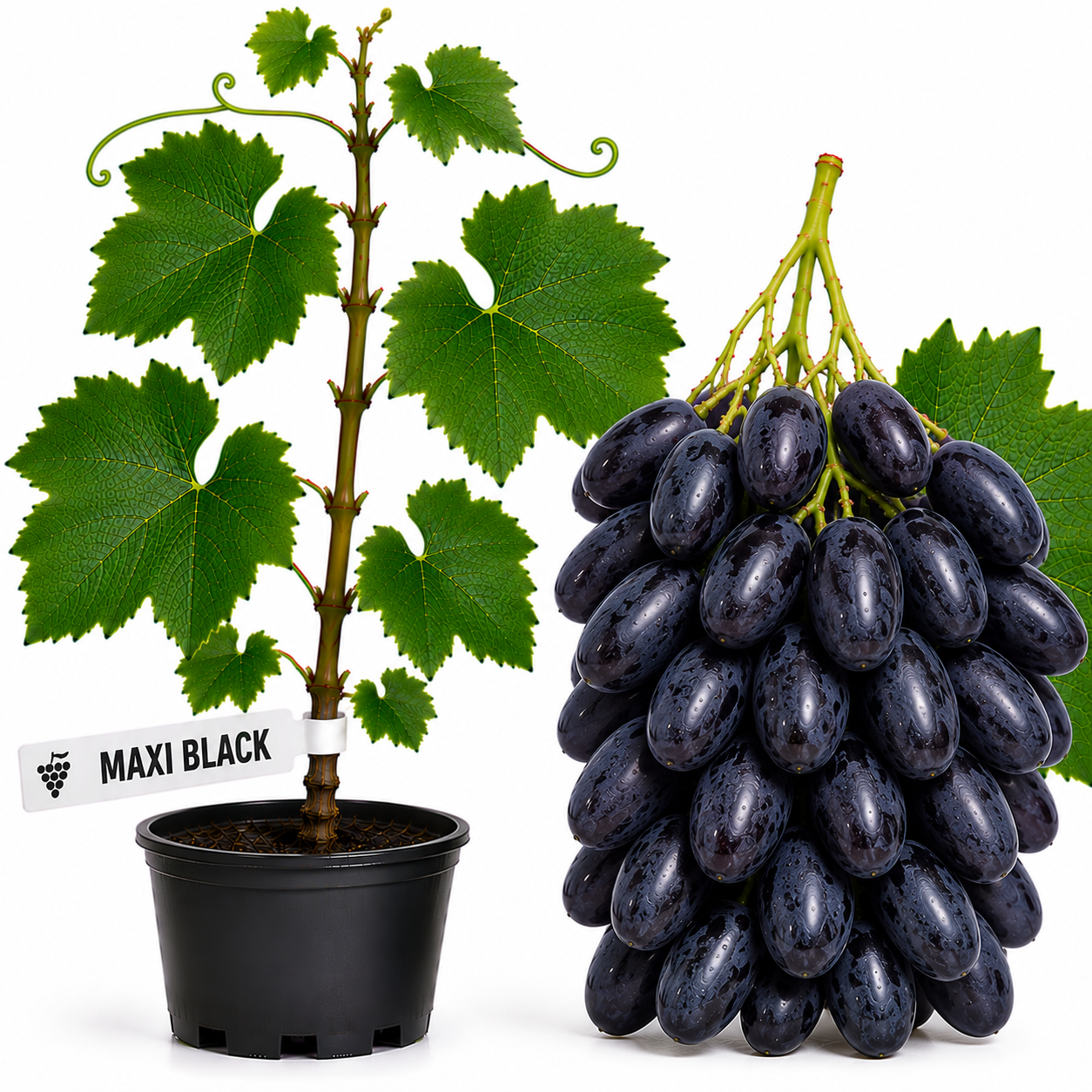 Butasi vita de vie Maxi Black la ghiveci