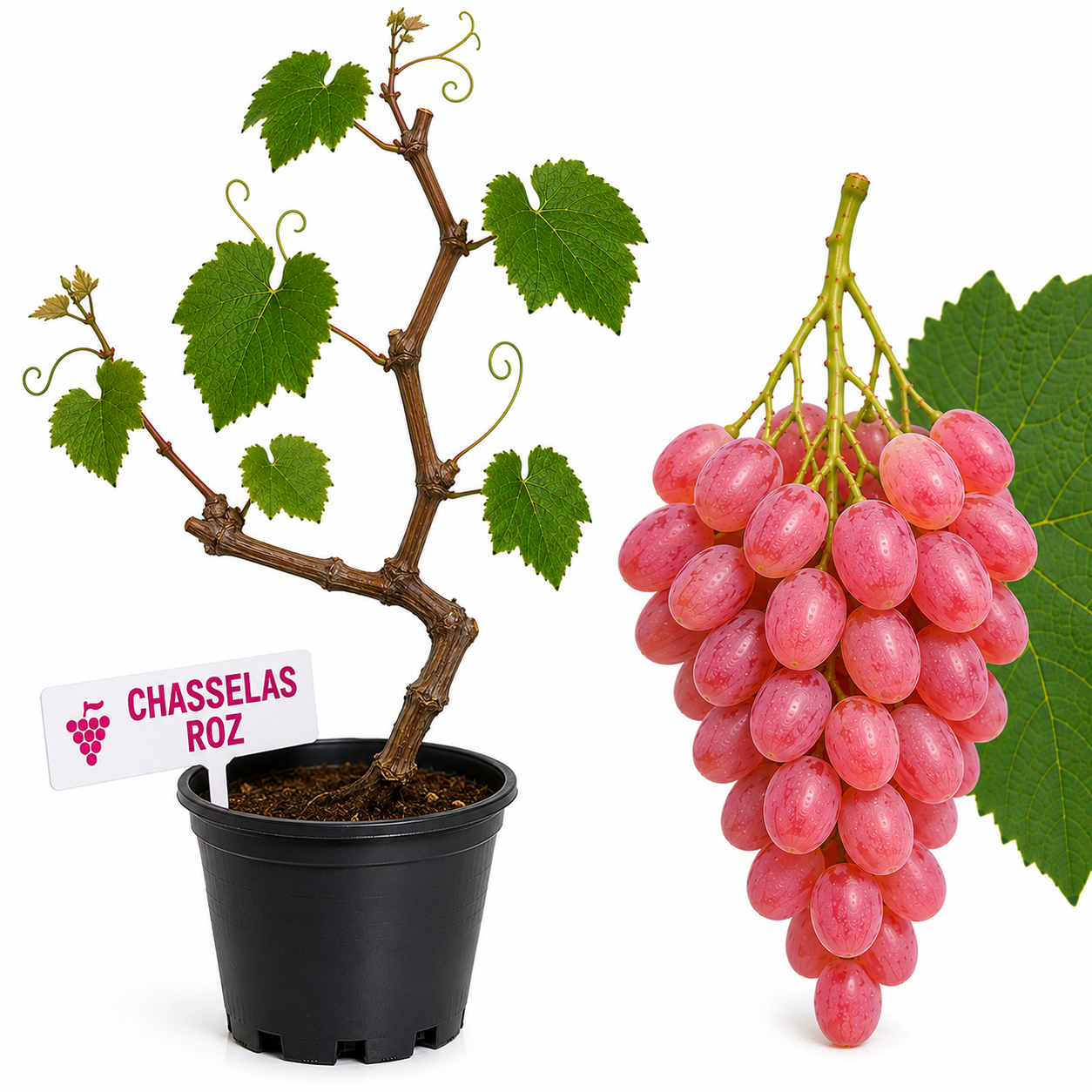 Vita de vie Chasselas Roz la ghiveci