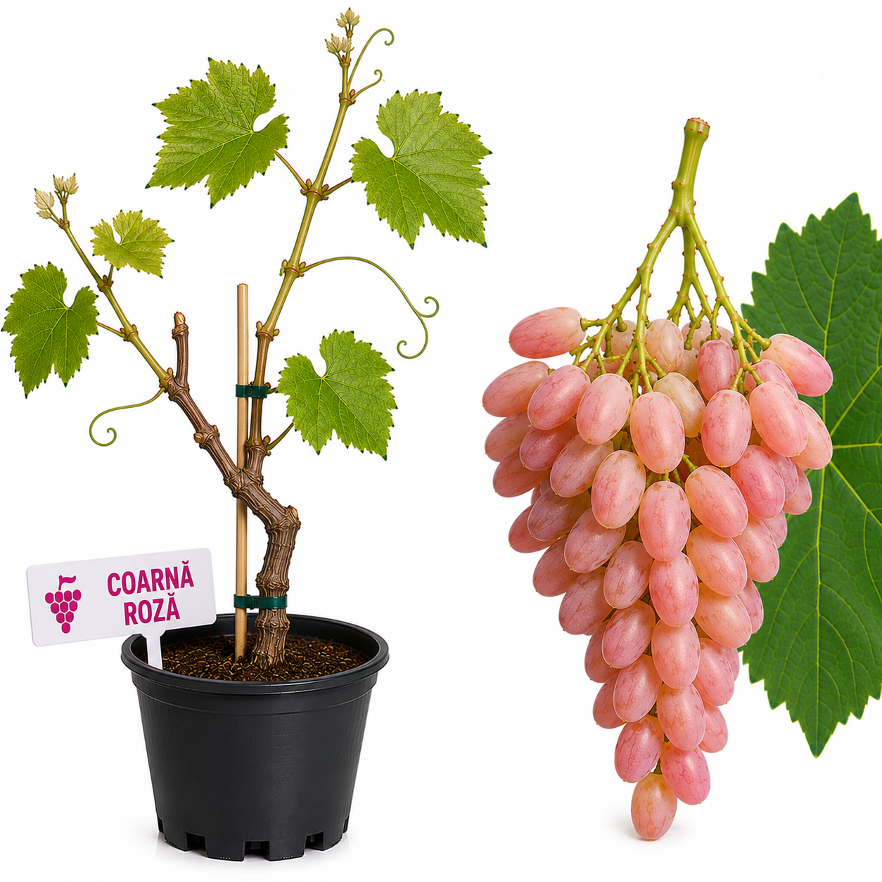 Vita de vie Coarnă Roză la ghiveci