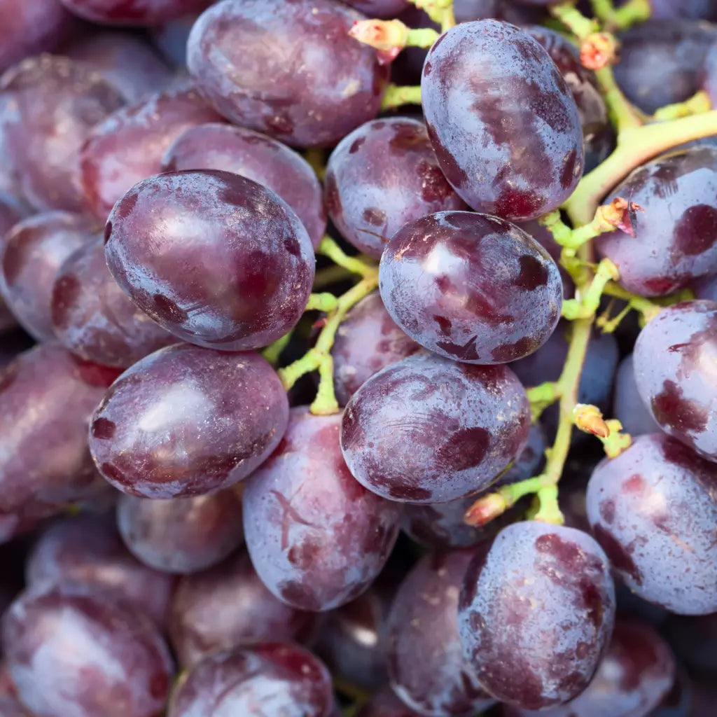 Vita De Vie “ DUNAWSKA “