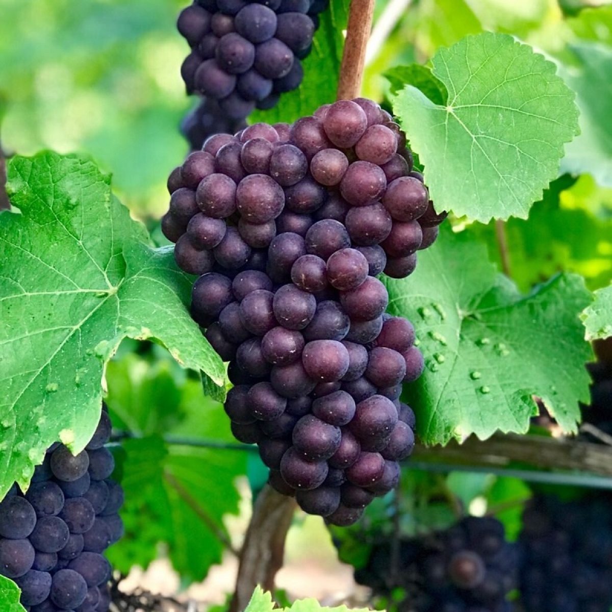 Butasi vita de vie Pinot Grigio