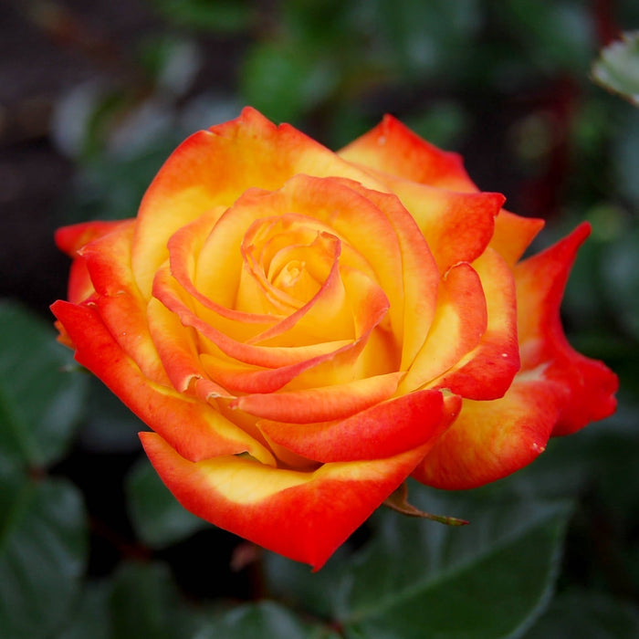 TRANDAFIR POMISOR PORTOCALIU - RUMBA ghiveci, inaltime intre 1.40m si 1.60m