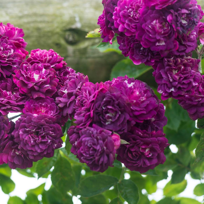 Trandafir pomișor BOLD MAUVE ( mov ) ghiveci, inaltime intre 1.40m si 1.60m