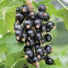 Coacaz Negru