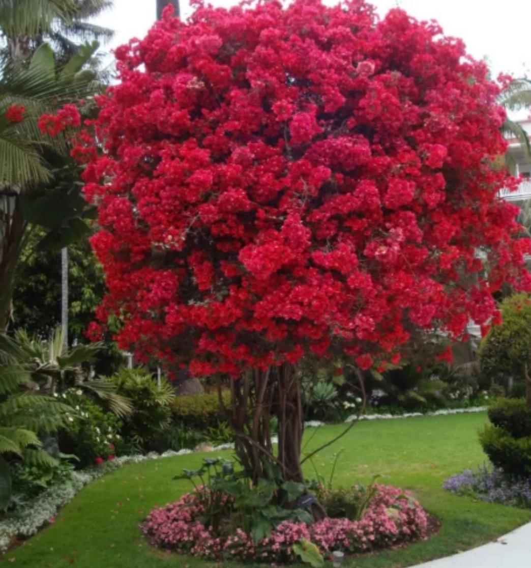 Liliac indian Rosu la ghiveci - 150cm