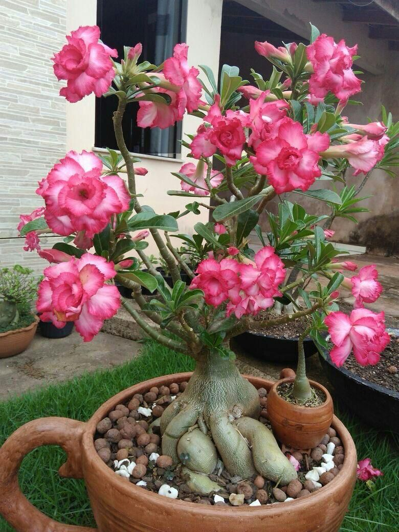 Trandafirul Desertului Adenium Obesum „Lotus” (Ghiveci 40-70cm)