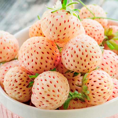 Capsuni Ananas 10 Buc