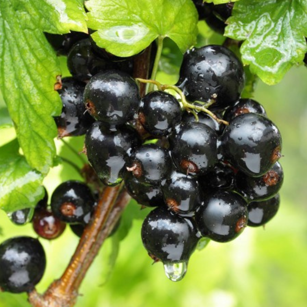 Coacaz Negru Titania