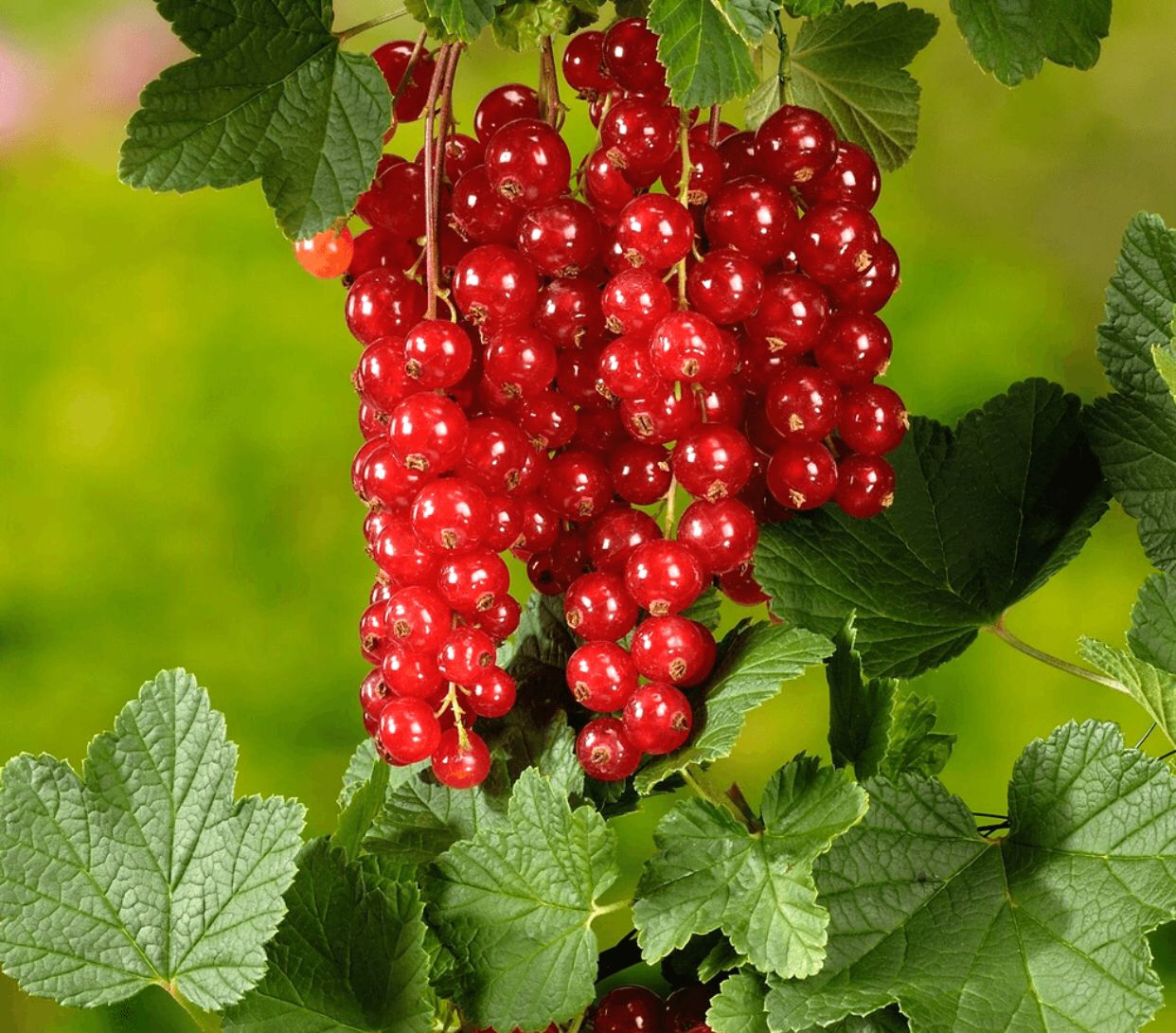 Coacaz Rosu Tufa