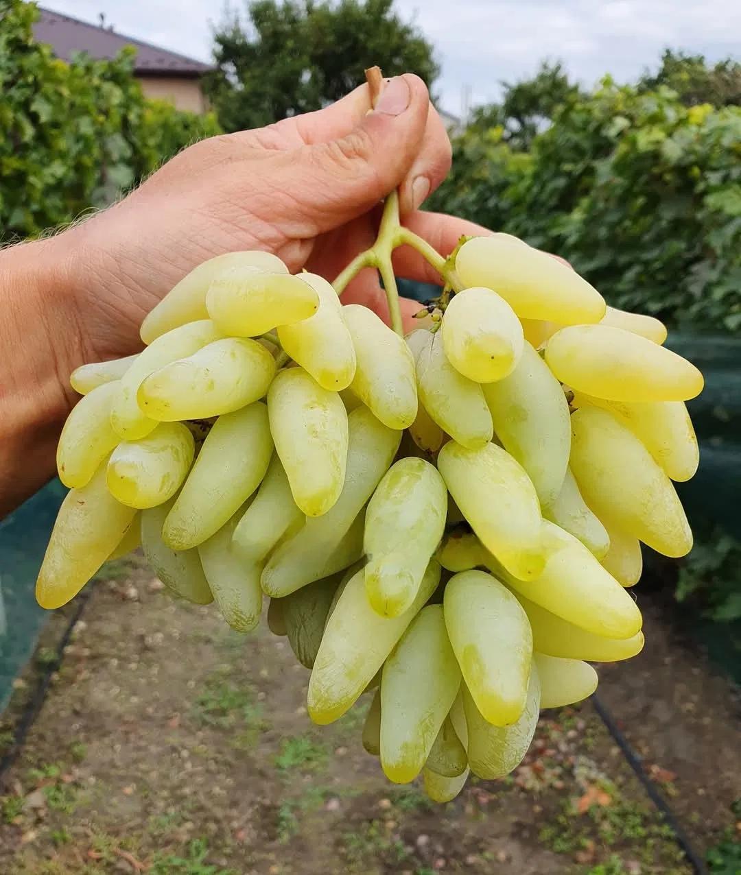 Vita de Vie Lamborghini