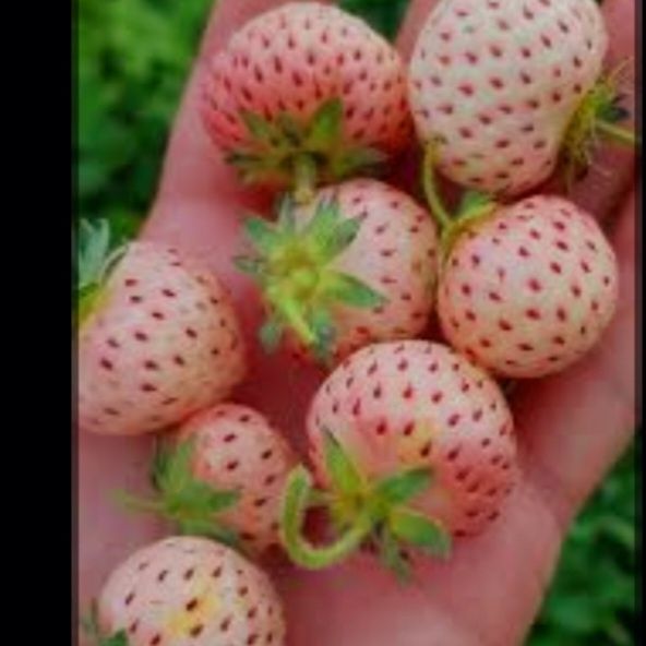 Stoloni Remontanti Pineberry