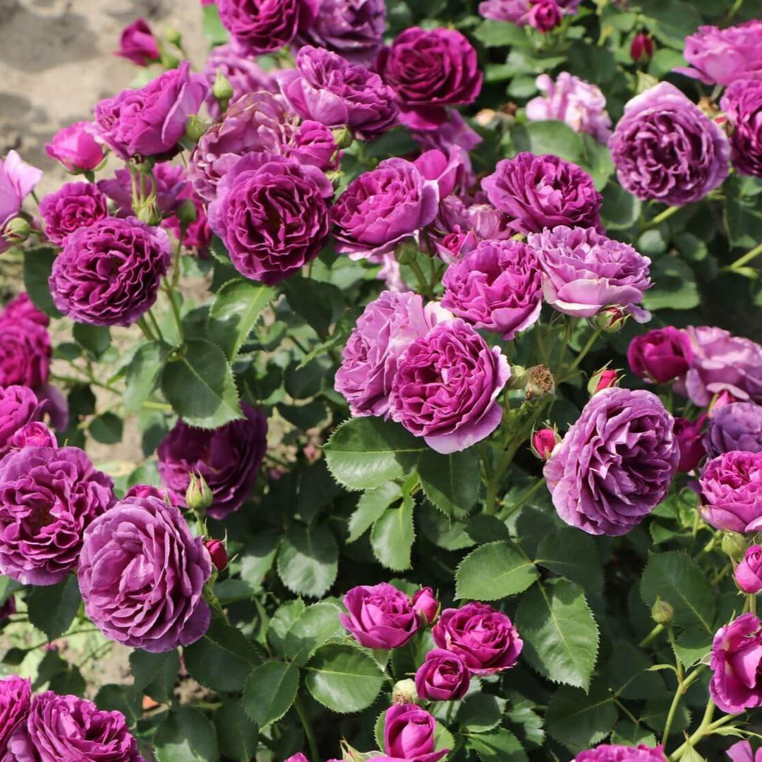 TRANDAFIR POMIȘOR MINERVA ghiveci, inaltime intre 1.40m si 1.60m