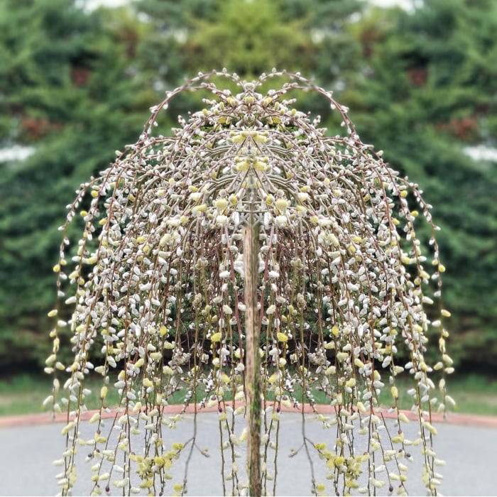 Salix Integra Pendula (Ghiveci, 1.75-1.90m)