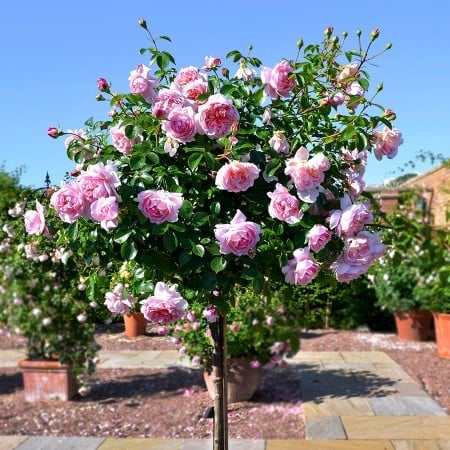 TRANDAFIR COPAC –ROZE WIELKOKWIATOWA WALZTIME ROZ (Trandafir Pomisor) ghiveci, inaltime intre 1.40m si 1.60m