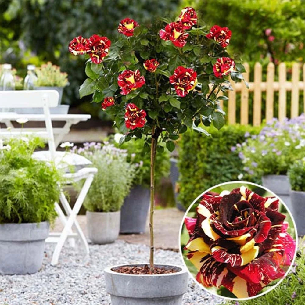 Trandafir pomișor în 2 culori - Galben și Roz - ABRACADABRA ROSA ghiveci, inaltime intre 1.40m si 1.60m