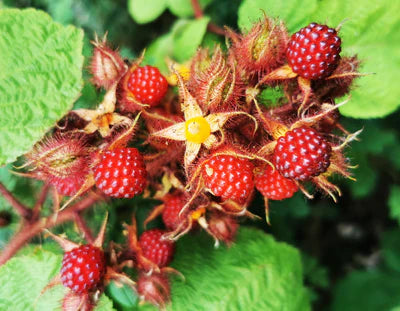 Zmeura Japoneza (Rubus Phoenicolasius)