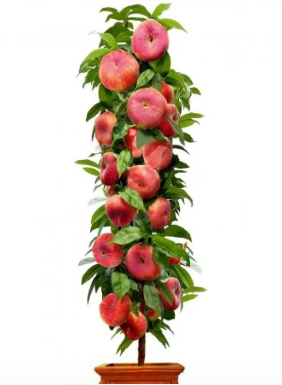 Piersic  Plat Columnar LITTLE PINNOCHIO