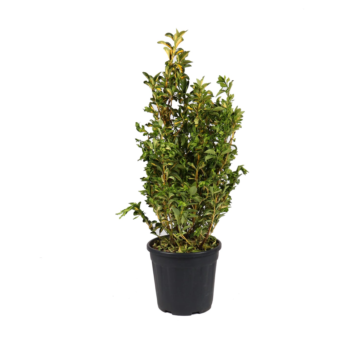 Arbust ornamental - Euonimus CT9L, H 40 - 60 cm