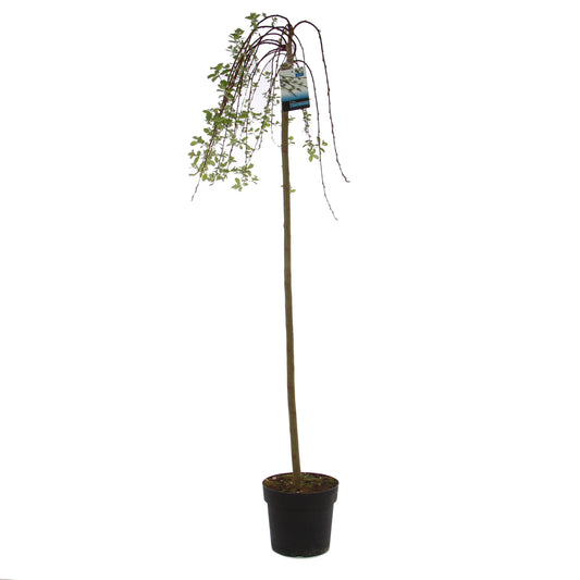 Arbore ornamental salcie - Salix Kilmarnock, H 130 cm, D 23 cm