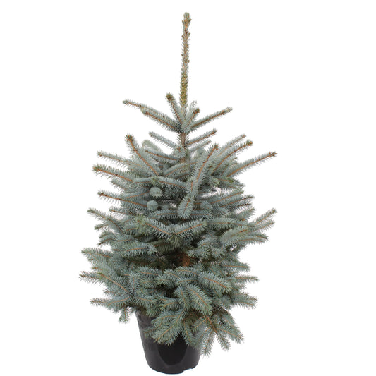 Arbore ornamental (molid argintiu) - Picea Pungens Baby Blue, in ghiveci, H 100 - 120 cm, D 27 cm