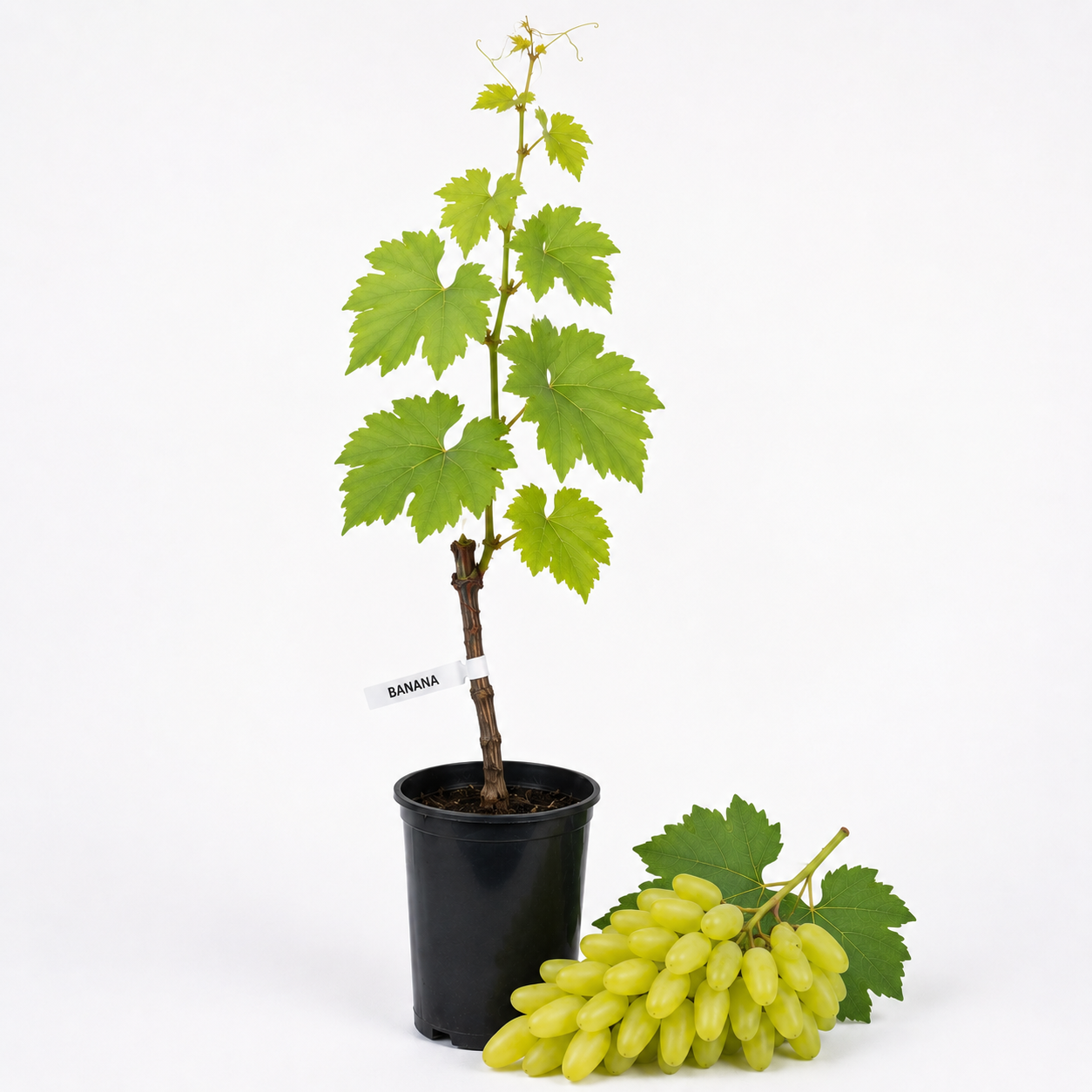 Butasi vita de vie Banana la ghiveci