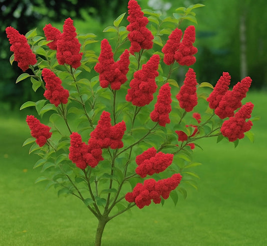 LILIAC ROSU LA GHIVECI