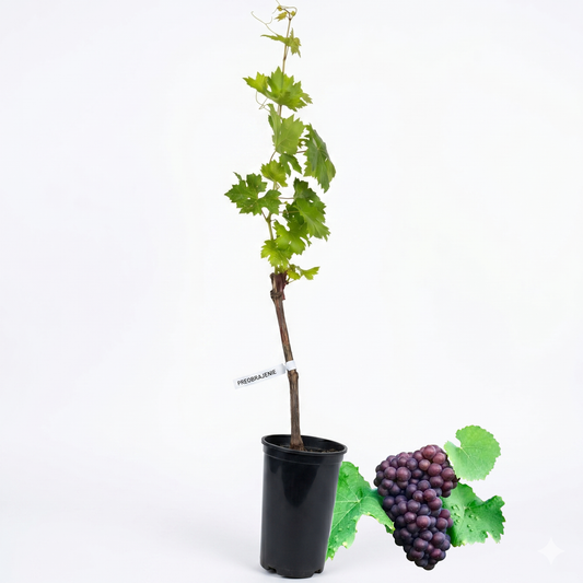 Butasi vita de vie Pinot Grigio anul 3 cu ghiveci