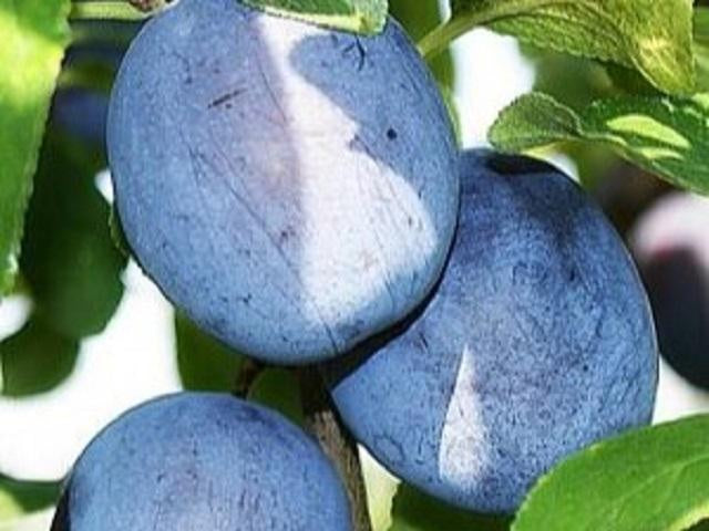 Prun Anna Spath Columnar – Pepiniera Muntenia