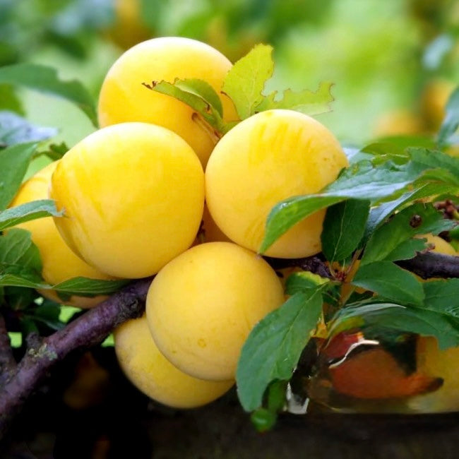 Prun Japonez REGINA CLAUDIA