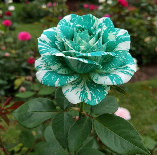 TRANDAFIR PARFUMAT “ AQUAMARINE” LA GHIVECI 100 cm