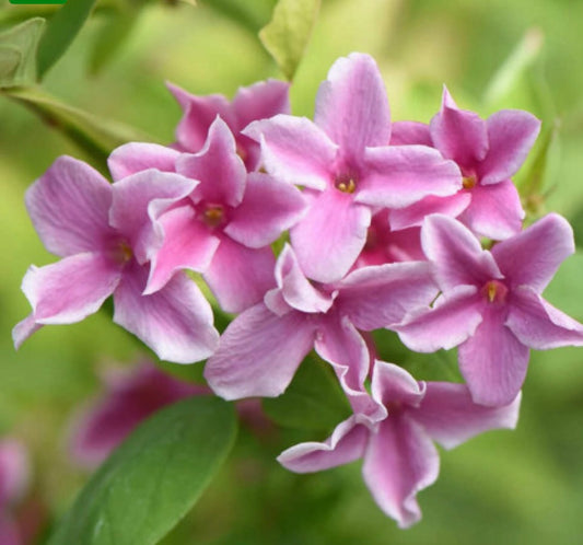 IASOMIE ROZ PARFUMATA SUMMER SCENT LA GHIVECI -150 cm
