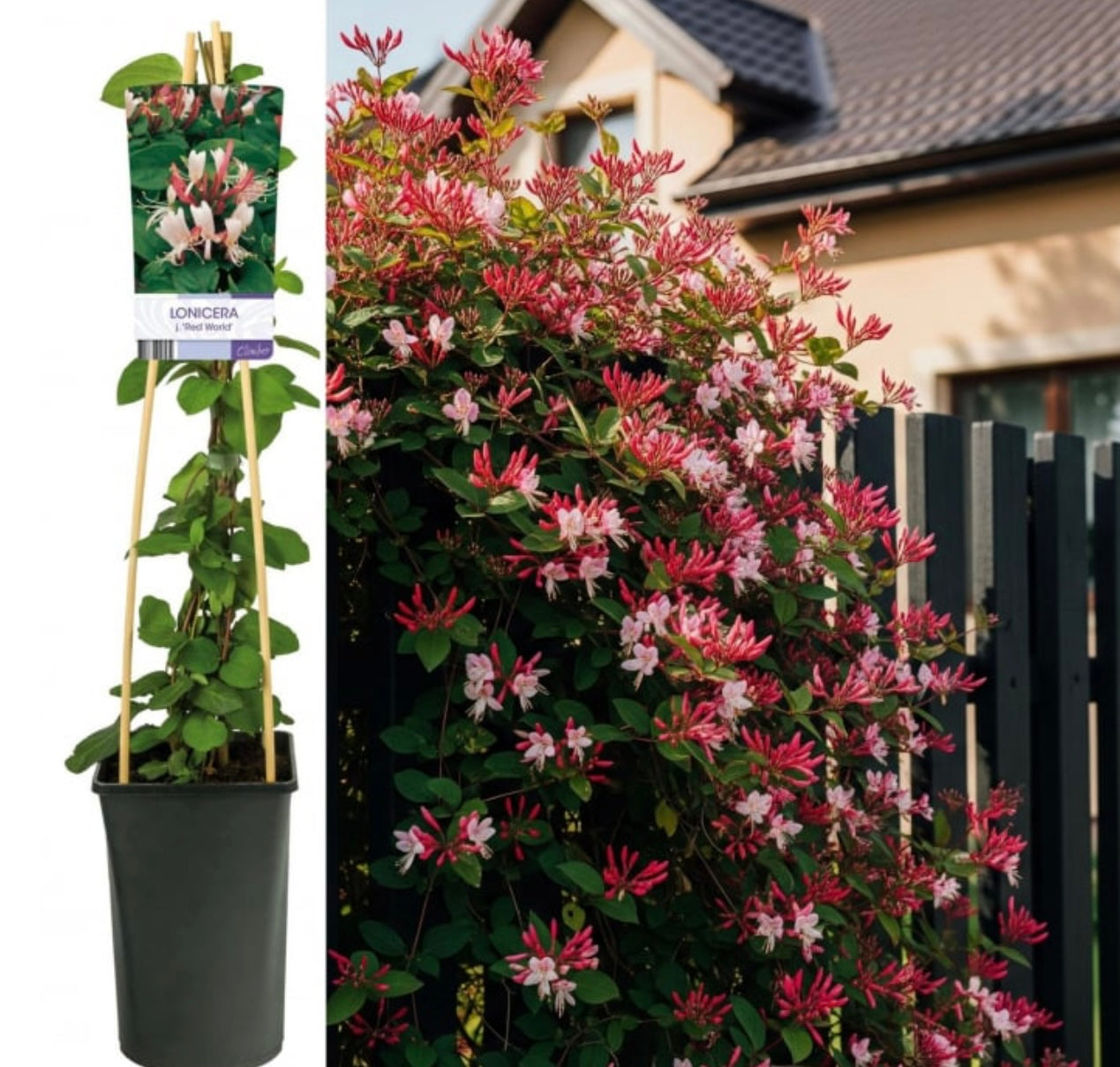 MANA MAICII DOMNULUI ( LONICERA RED WORLD ) la ghiveci