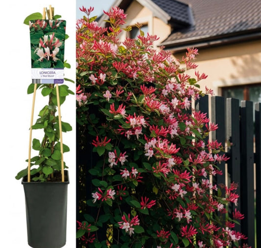 MANA MAICII DOMNULUI ( LONICERA RED WORLD ) la ghiveci